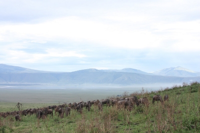 Wildebeest view at Lemala Ngorongoro