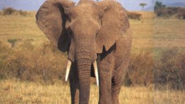 Bull elephant seen during safaris in Africa